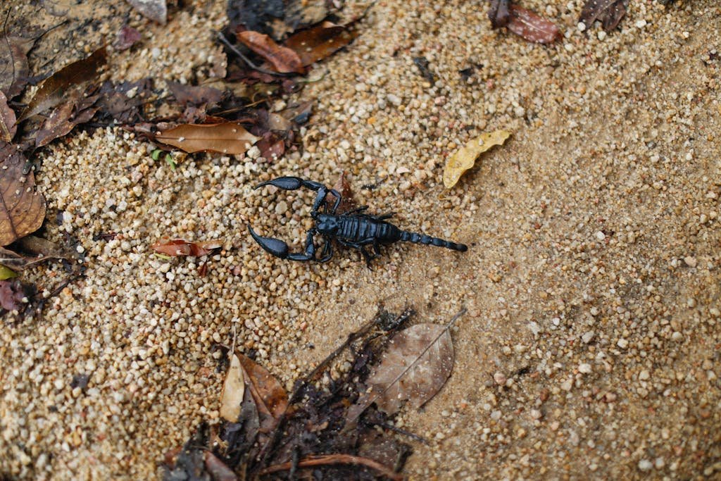 A scorpion on a sandy textured ground surrounded by leaves.