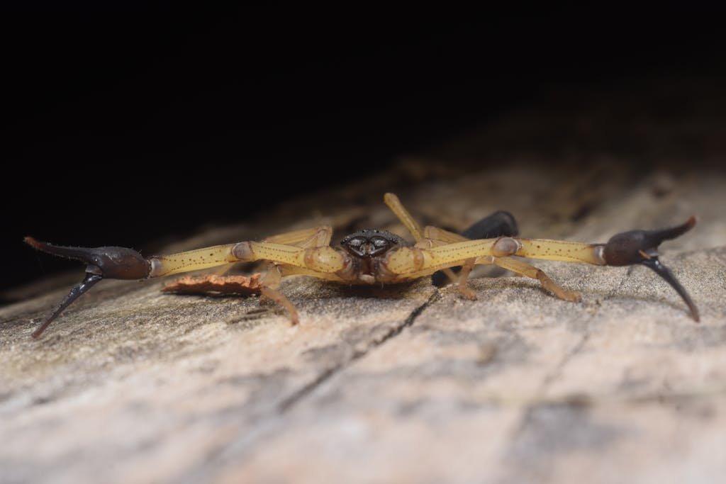 Centruroides Scorpion on Wooden Board