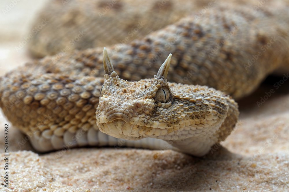 Cerastes cerastes snake commonly known as the Saharan Horned Viper or Desert Horned Viper.