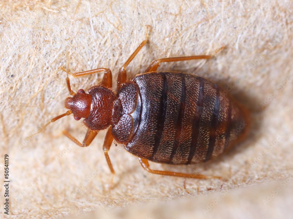Cimex hemipterus