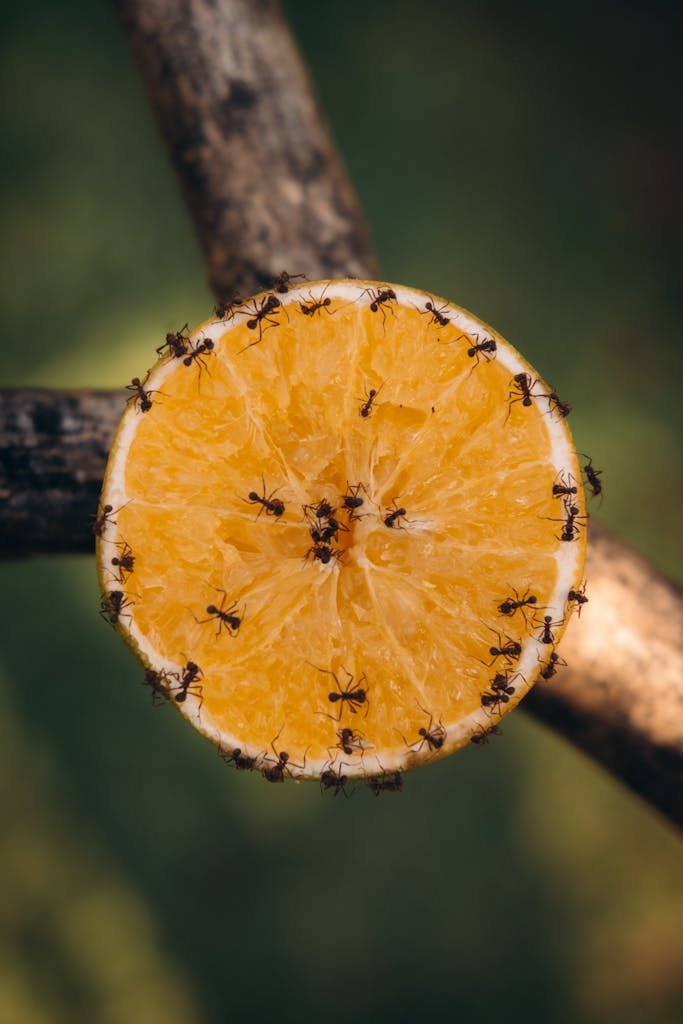 Close-up of ants on an orange slice on a branch, capturing nature's details.
