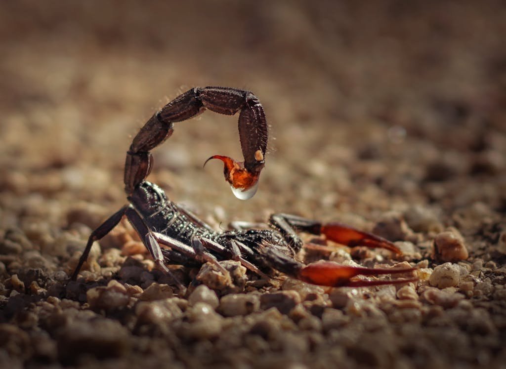 Close-up of Fat Tail Scorpion in Morocco