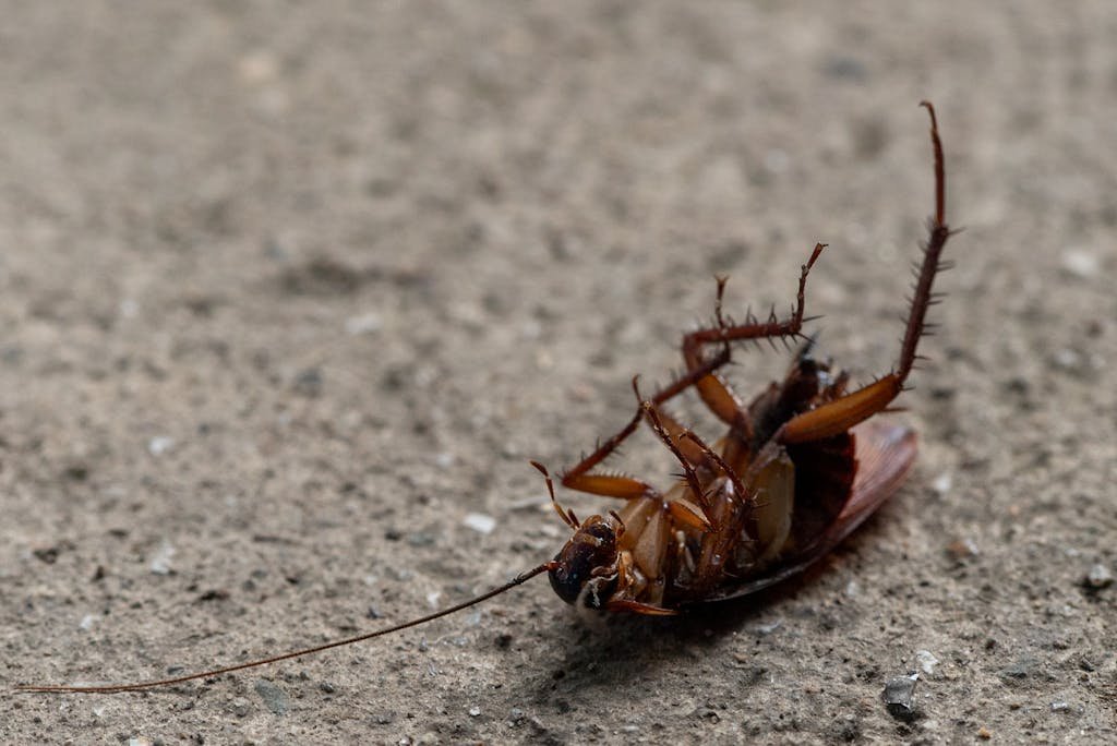 Cockroach in Macro Photography