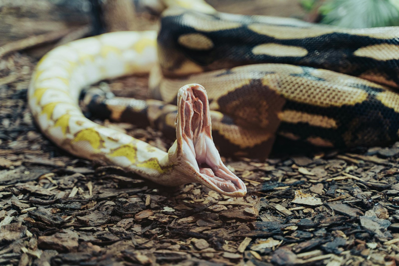 Detailed close-up of an albino Burmese python on the ground with its mouth open, emphasizing its striking pattern.