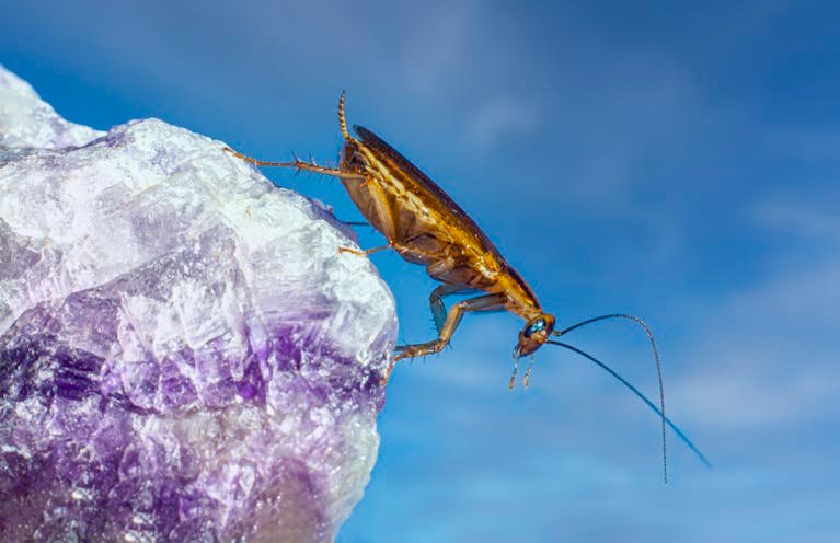 Detailed image of a cockroach perched on a vibrant amethyst rock against a blue sky.