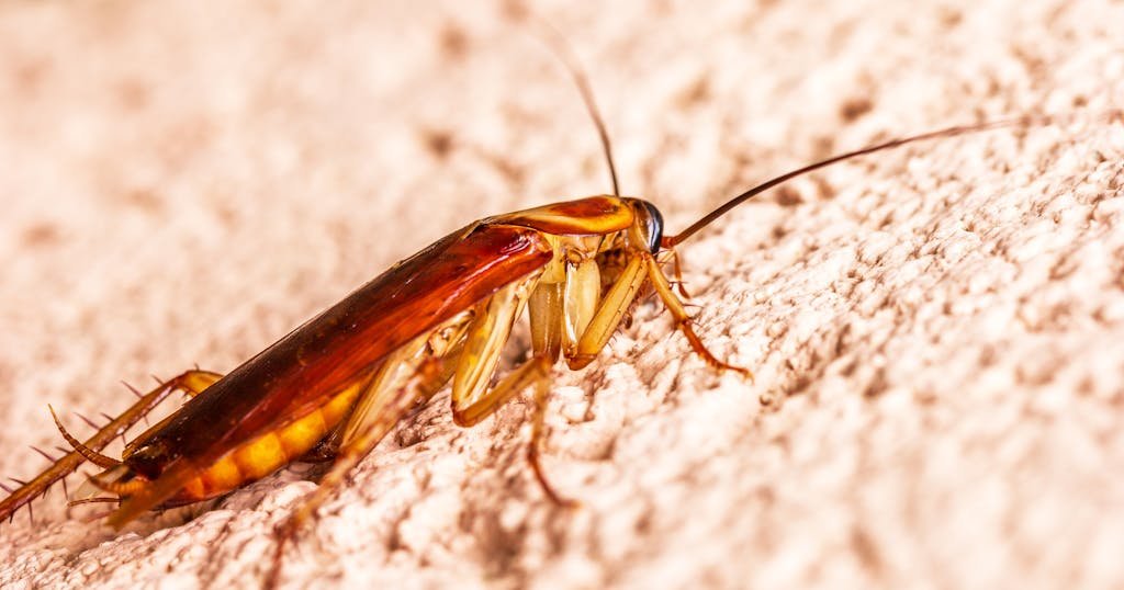 Detailed macro shot of a cockroach on a rough surface with vivid detail.