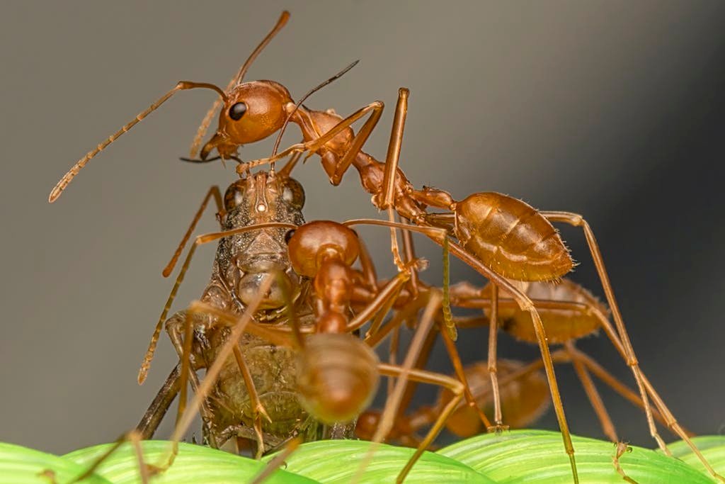 Detailed macro shot of ants exhibiting natural behavior on a green leaf.