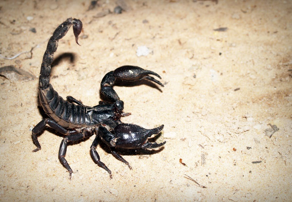 Detailed shot of a scorpion on sandy ground showcasing its claws and stinger.