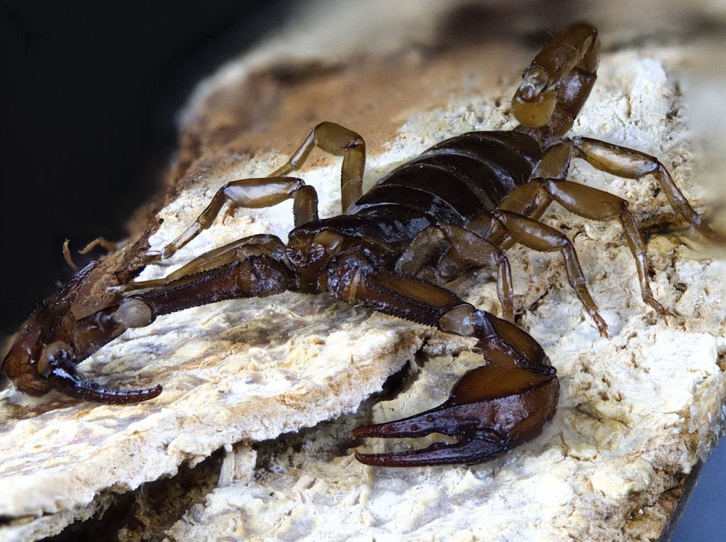 Europäischer Skorpion