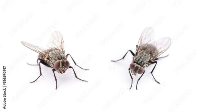 fly isolated on a white background