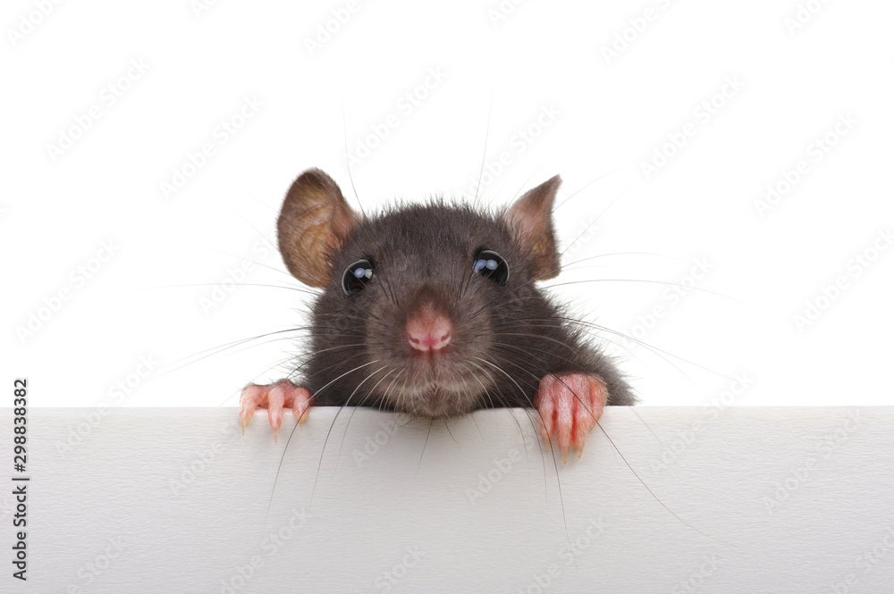 Funny rat isolated on white background.