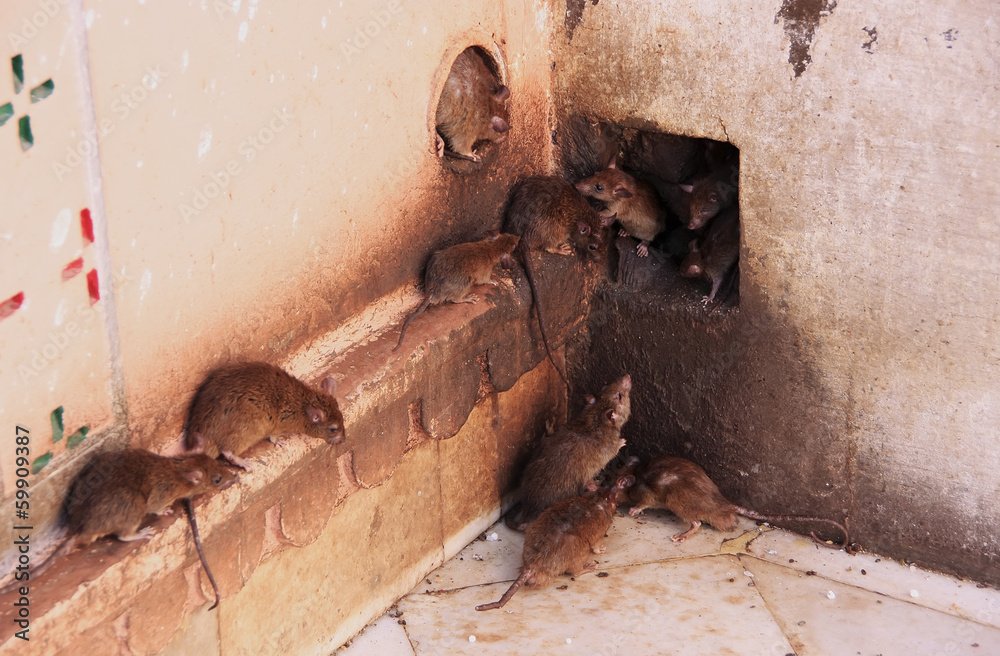 Holy rats running around Karni Mata Temple, Deshnok, India