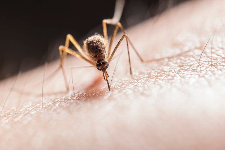 Macro shot capturing a mosquito piercing skin with its proboscis, highlighting its role as a pest.