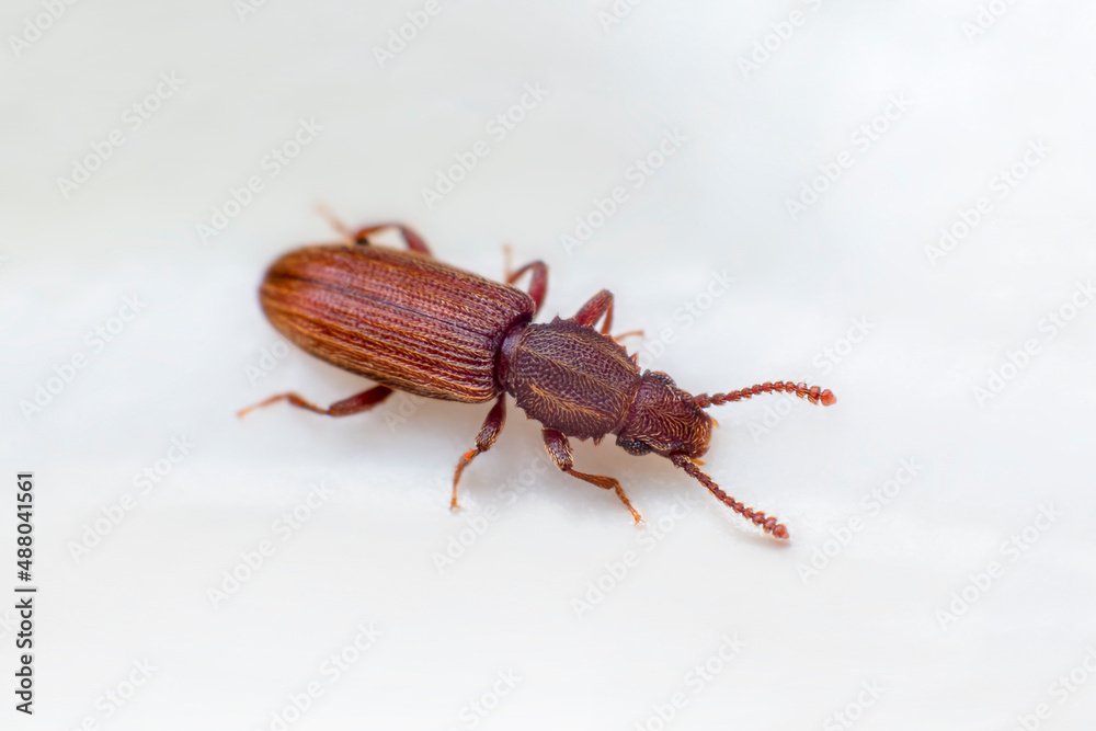 Merchant grain beetle in white background view from side. Oryzaephilus mercator