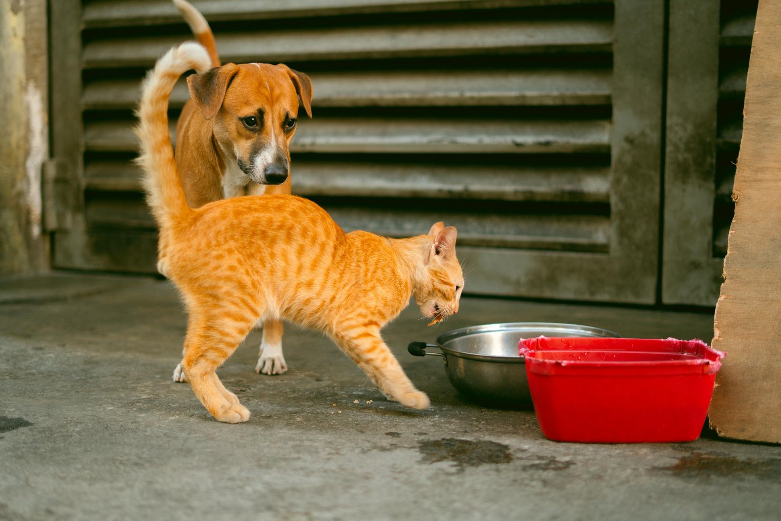 stray