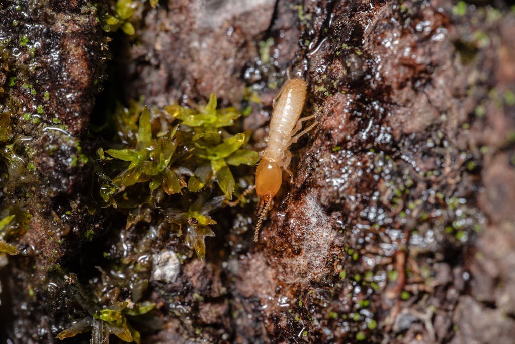 A Macro Shot of a Termite