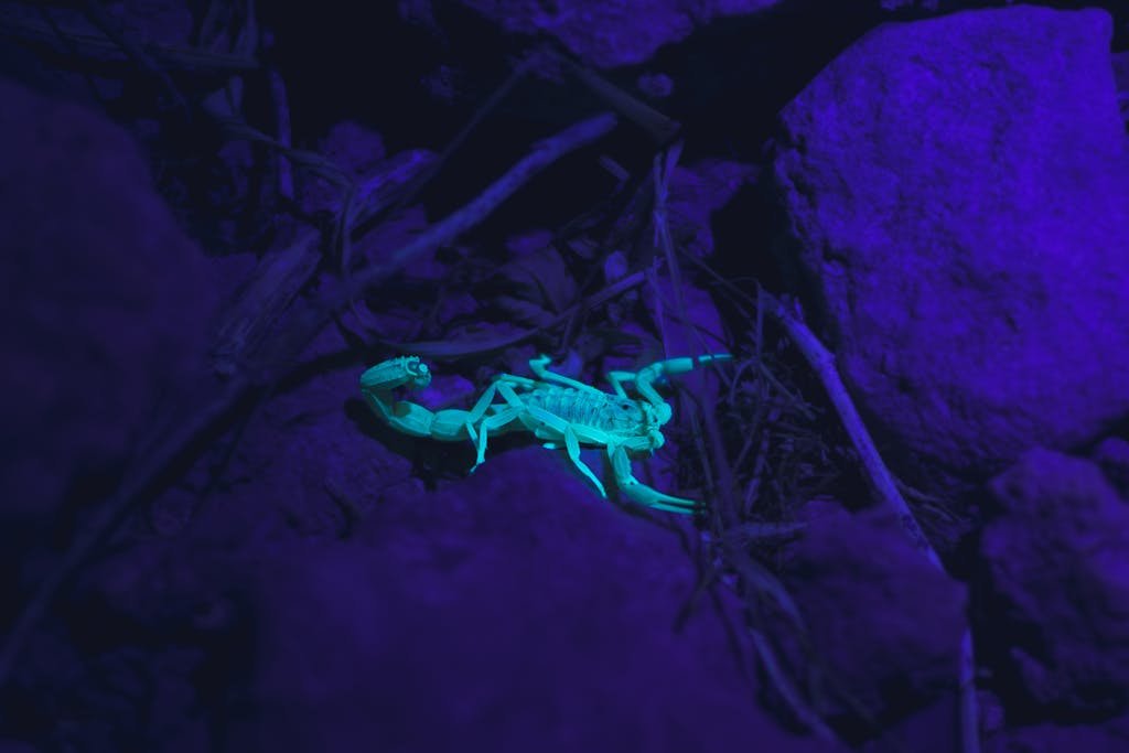 A scorpion illuminated under ultraviolet light at night among rocks in Tunisia.