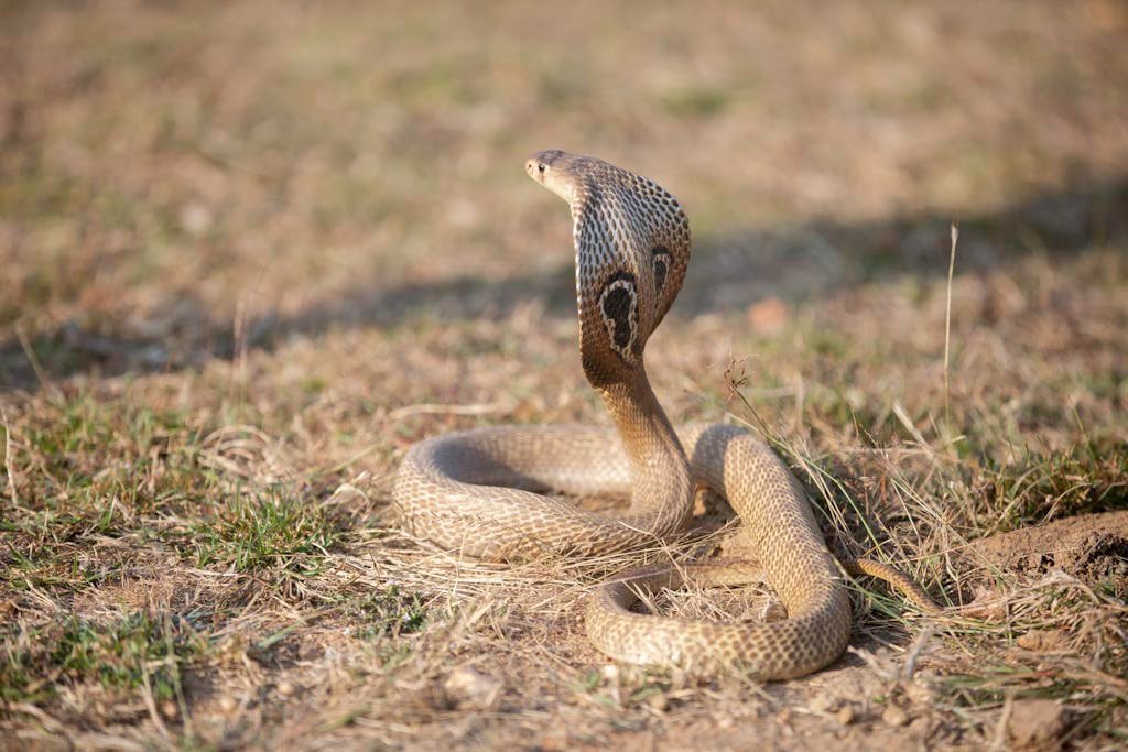 A spectacled cobra (Naja naja) poised in a defensive stance in the wild grasslands of India.