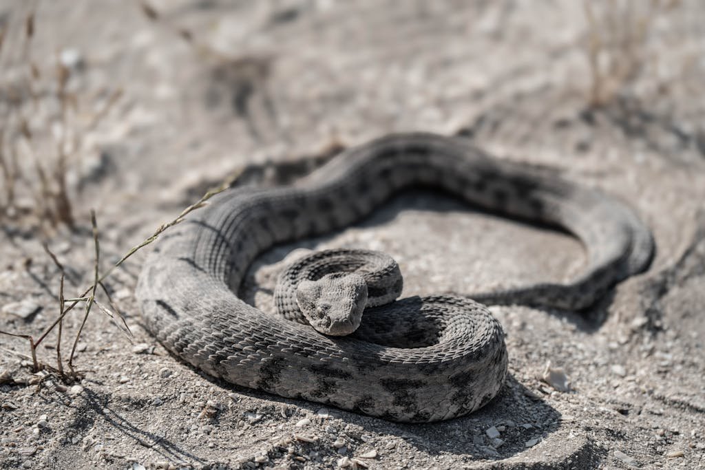 Blunt Nosed Viper