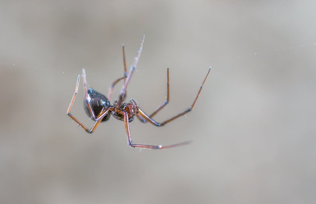 Close-up image of a spider hanging from its web outdoors.