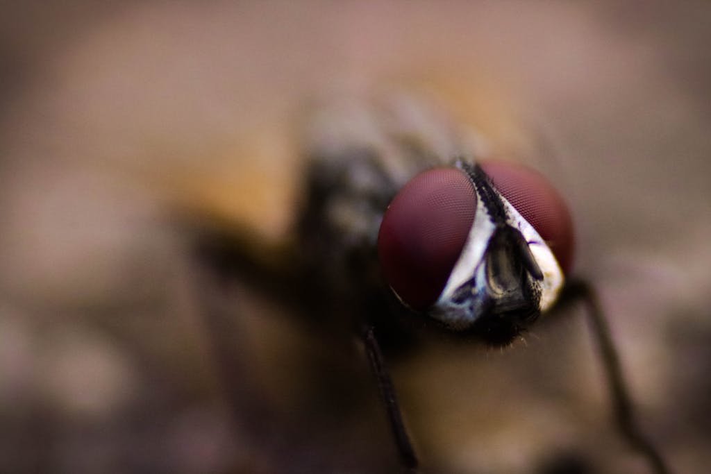 Close-up macro photograph of a housefly showcasing intricate details of its eyes, captured in Chennai, India.