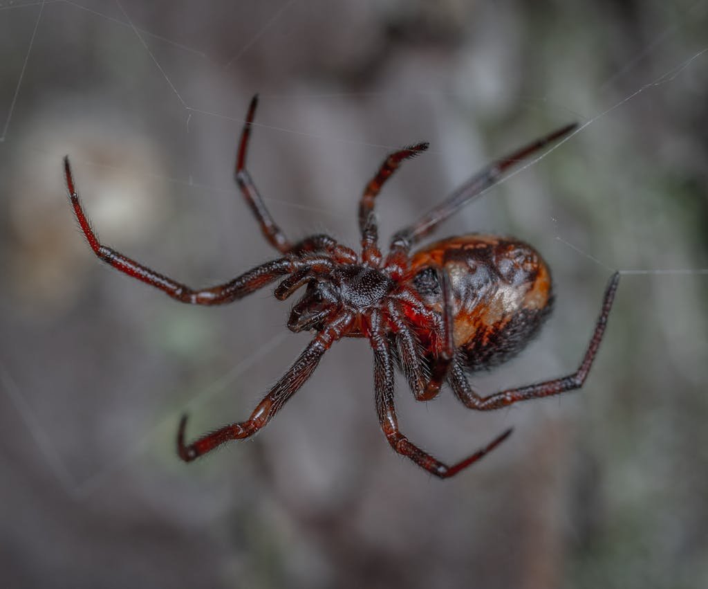Close Up of Spider on Spider Web