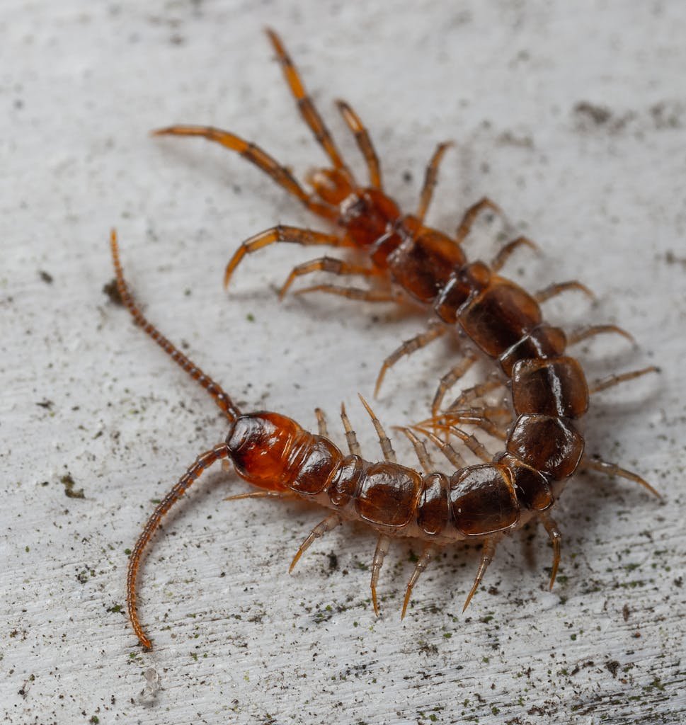 Detailed close-up of a centipede crawling on concrete, showcasing its body structure.