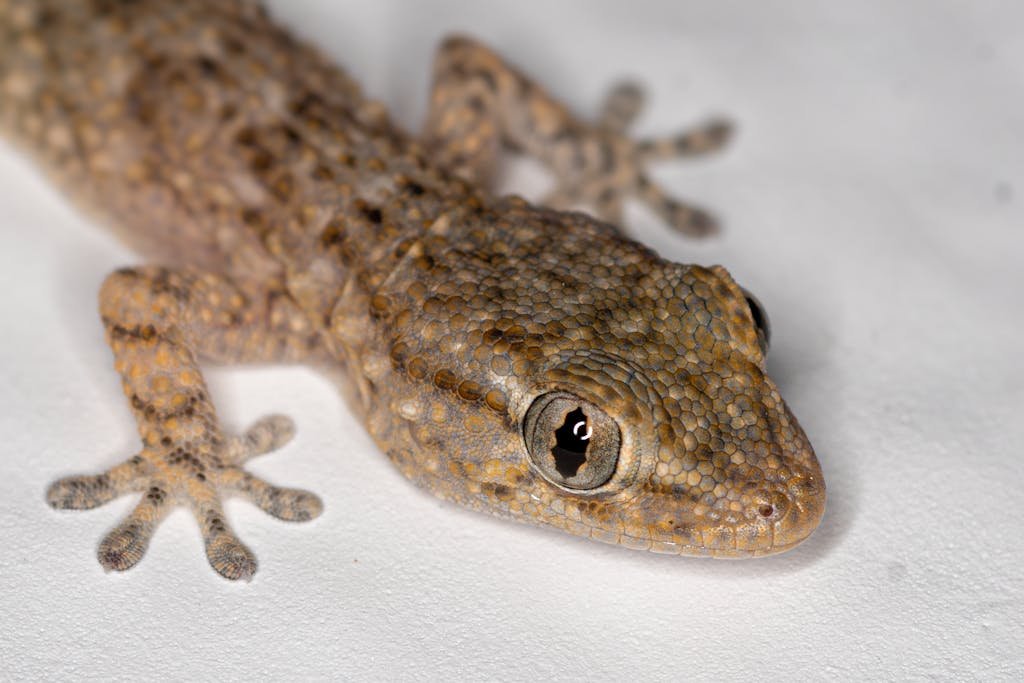 Detailed close-up of a common wall gecko (Tarentola mauritanica) showcasing its scales and eye.