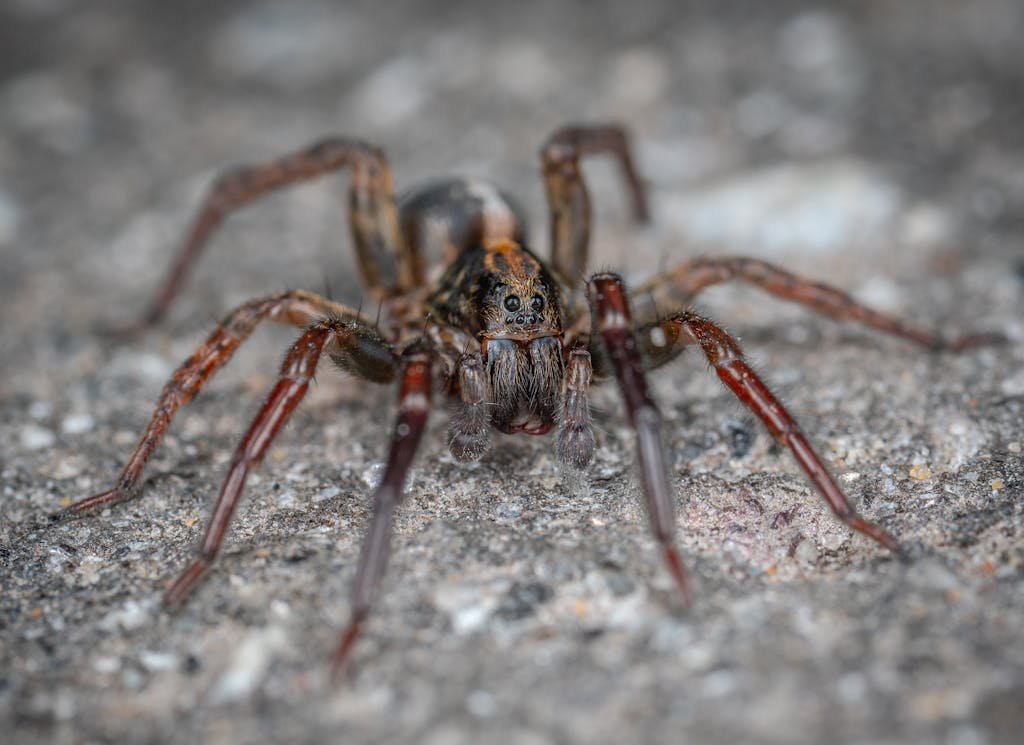 Detailed close-up shot of a hairy tarantula showing its intricate features and texture.