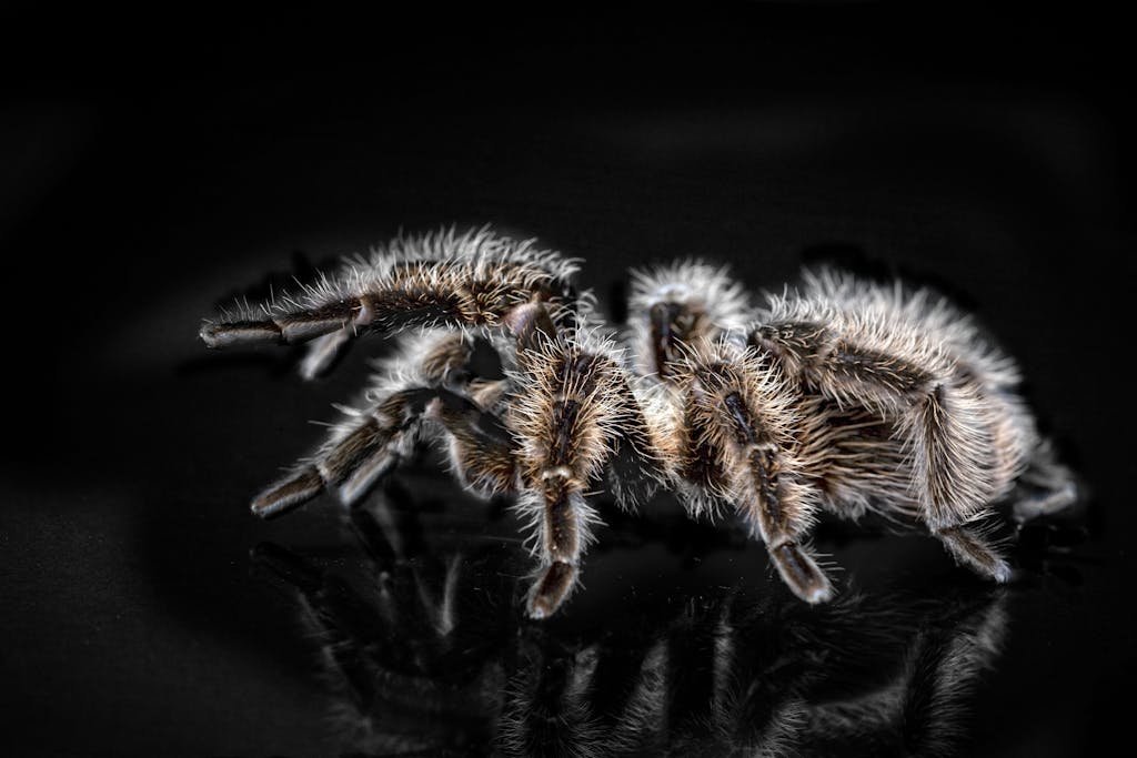Detailed macro shot of a hairy tarantula showcasing its exotic and creepy features.