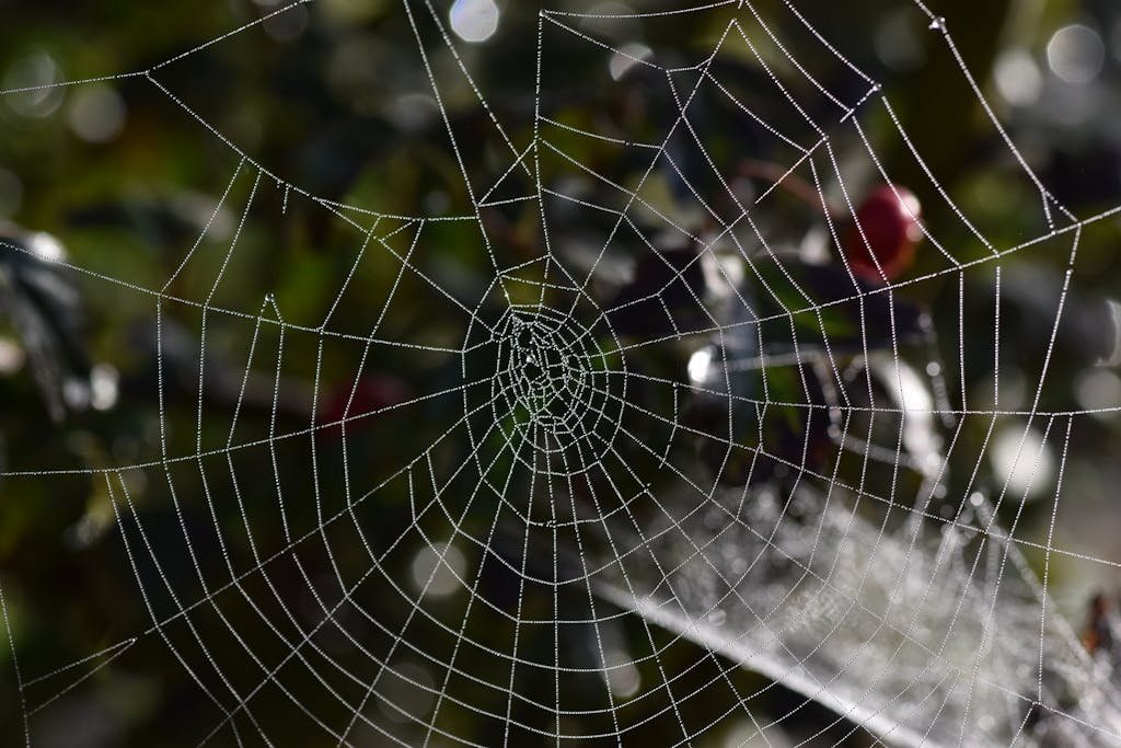 Intricate spiderweb glistening with dew against a natural blurred background.