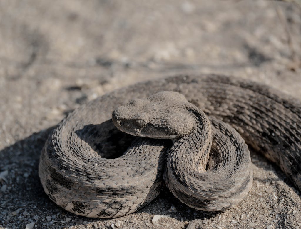Lebanon Viper Snake