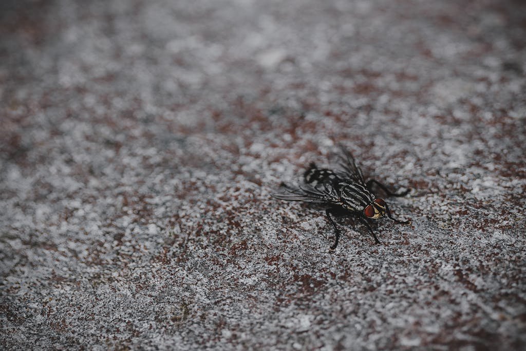 Macro image of a housefly with visible eyes and wings on a gritty surface.