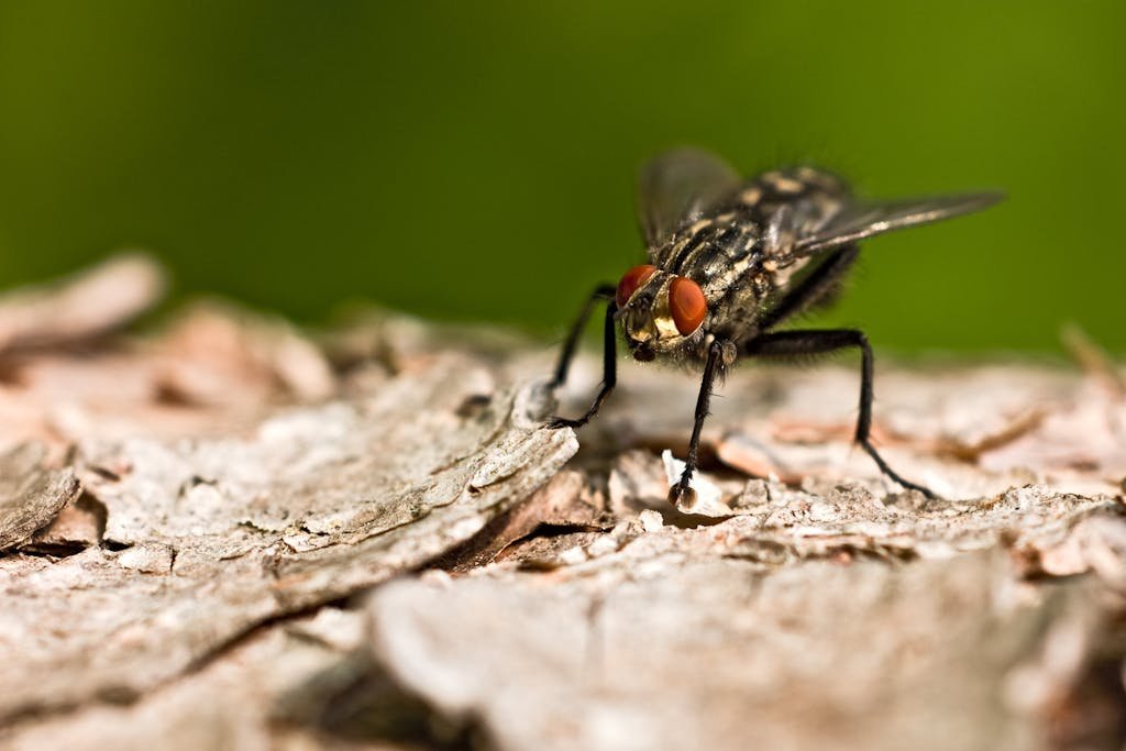 Macro Shot of a Fly