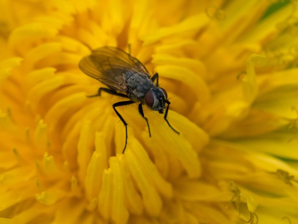 Macro shot of a fly perched on bright yellow flower petals showcasing nature's details.